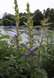 Campanula latifolia