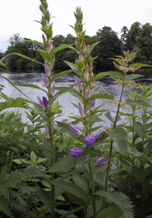 Campanula latifolia