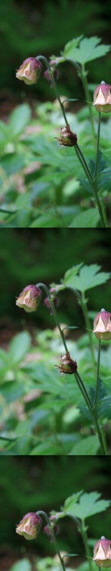 Geum rivale