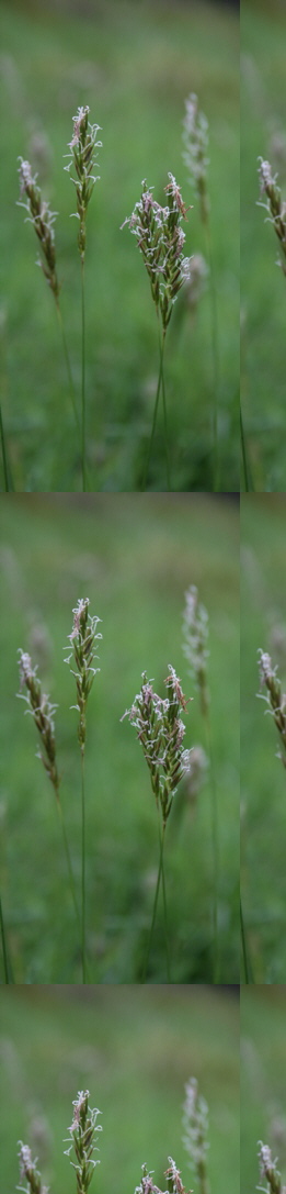 Anthoxanthum odoratum