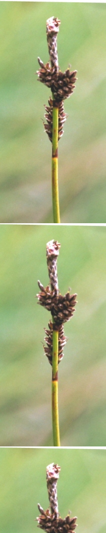 Carex ericetorum