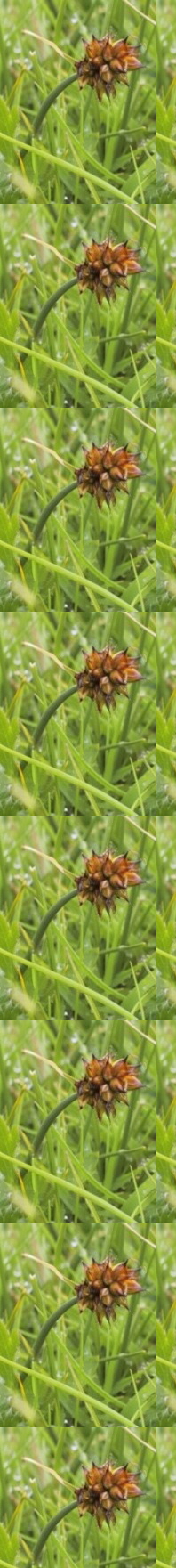 Carex maritima (Alex Lockton)