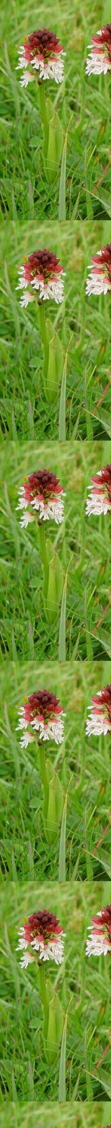 Orchis ustulata (S. Pilkington)