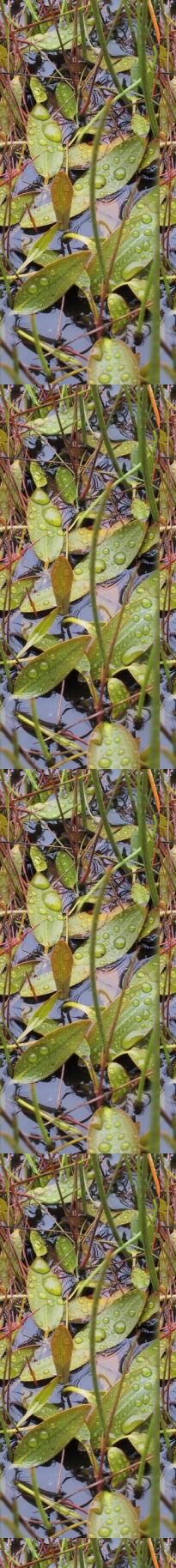 Potamogeton x gessnacensis