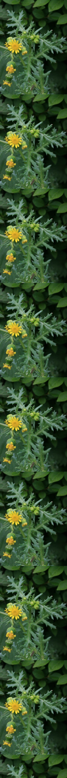 Senecio cambrensis