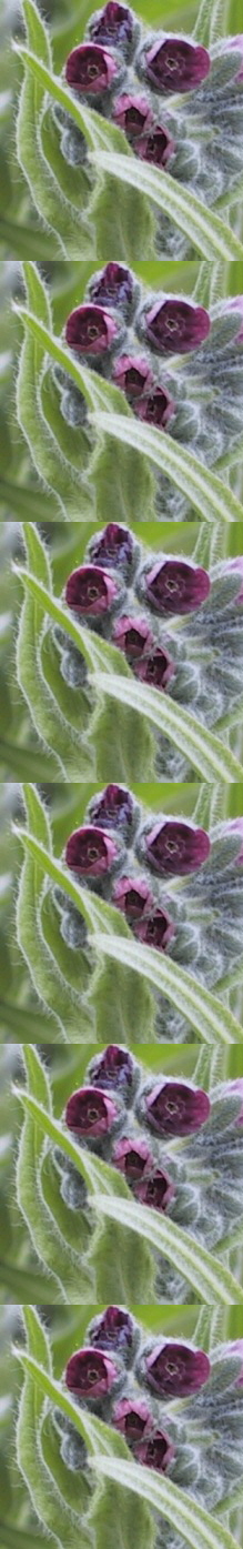 Cynoglossum officinale (A Lockton)