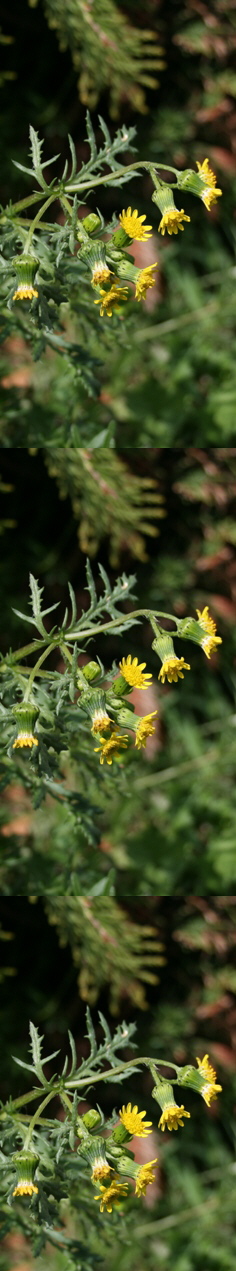 Senecio cambrensis