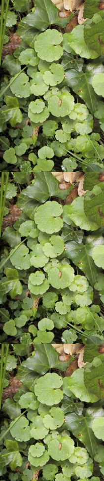 Chrysosplenium alternifolium