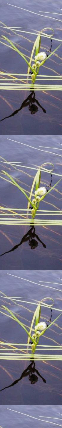 Sparganium angustifolium