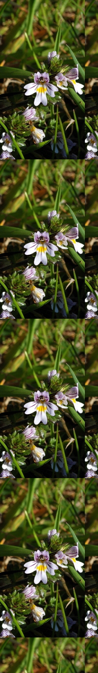 Euphrasia zetlandica (Reinoud Norde)